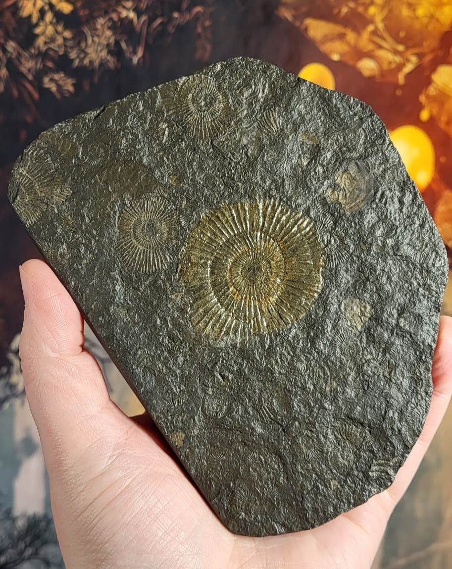 Ammonite Fossil in Shale